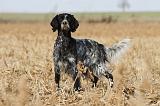 SETTER ANGLAIS 157